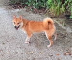 Shiba Inu