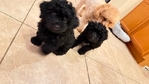 Toy/mini poodle