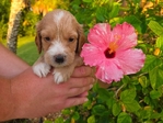 Cockapoo