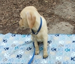 LABRADOR  RETRIEVER MALE PUPPIES