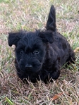 Scottish Terrier
