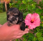 Cockapoo
