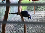 Hyacinth Macaw