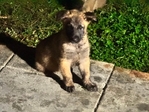Belgium/Shepherd