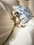 Shih-Poo