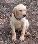 LABRADOR  RETRIEVER MALE PUPPIES