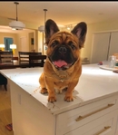French Bulldog