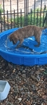 Chesapeake Bay Retriever