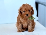 AKC Toy Poodle