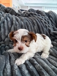Yorkshire Terrier (Yorkie)