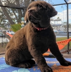 Chesapeake Bay Retriever