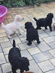 Standard Poodle