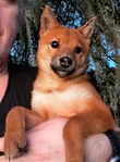Shiba Inu