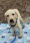 LABRADOR  RETRIEVER MALE PUPPIES