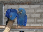 Hyaccnth Macaw