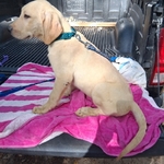 LABRADOR  RETRIEVER MALE PUPPIES
