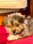 Bichon / Pom / Shih Tzu / Yorkie mix.