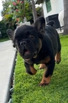 French Bulldog