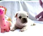 French bulldog