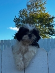 Shih-Tzu