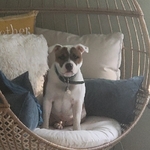 AKC registered Staffordshire Bull Terrier